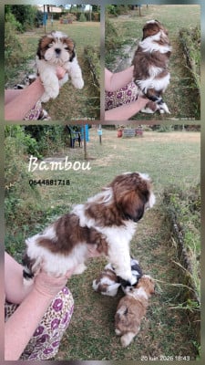 Les chiots de Shih Tzu
