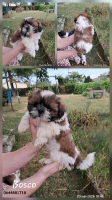 Les chiots de Shih Tzu