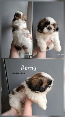 Les chiots de Shih Tzu