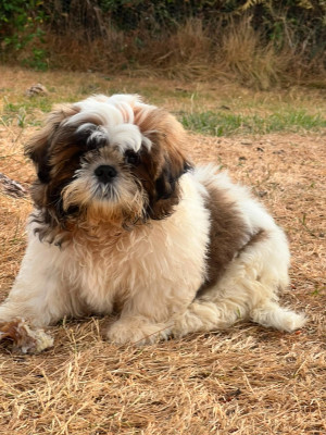 Les chiots de Shih Tzu