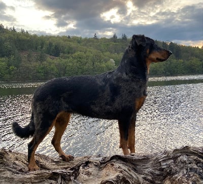 De La Pierre D'Allat