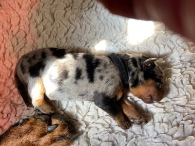 Les chiots de Berger de Beauce