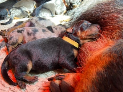 Les chiots de Berger de Beauce