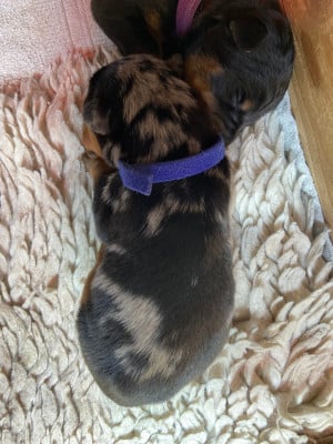 Les chiots de Berger de Beauce