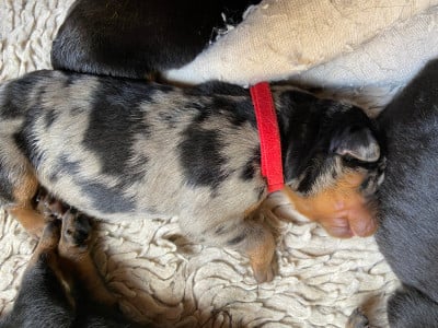 Les chiots de Berger de Beauce