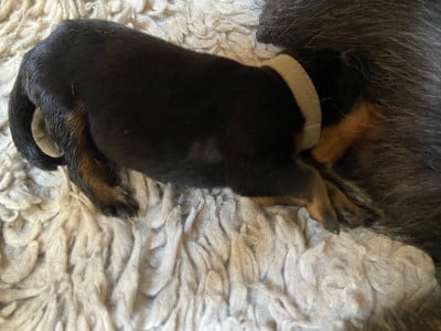 Les chiots de Berger de Beauce