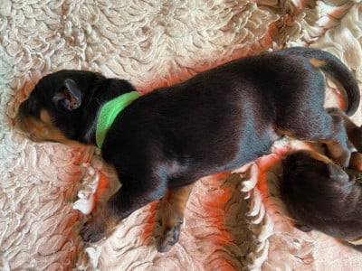 Les chiots de Berger de Beauce