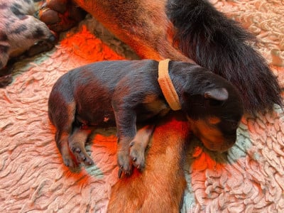 Les chiots de Berger de Beauce