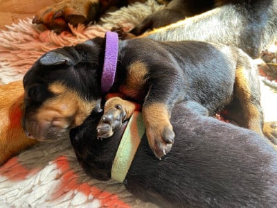 Les chiots de Berger de Beauce