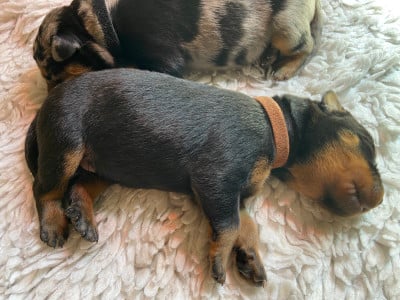 Les chiots de Berger de Beauce