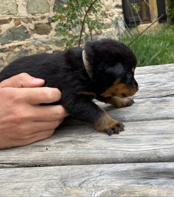 Les chiots de Berger de Beauce