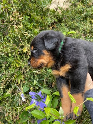 Les chiots de Berger de Beauce
