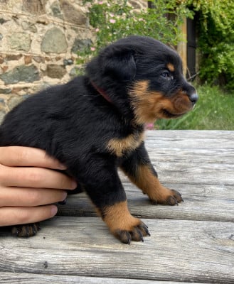 Les chiots de Berger de Beauce