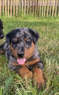 Les chiots de Berger de Beauce