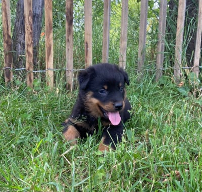 Les chiots de Berger de Beauce