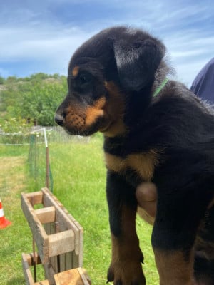 Les chiots de Berger de Beauce