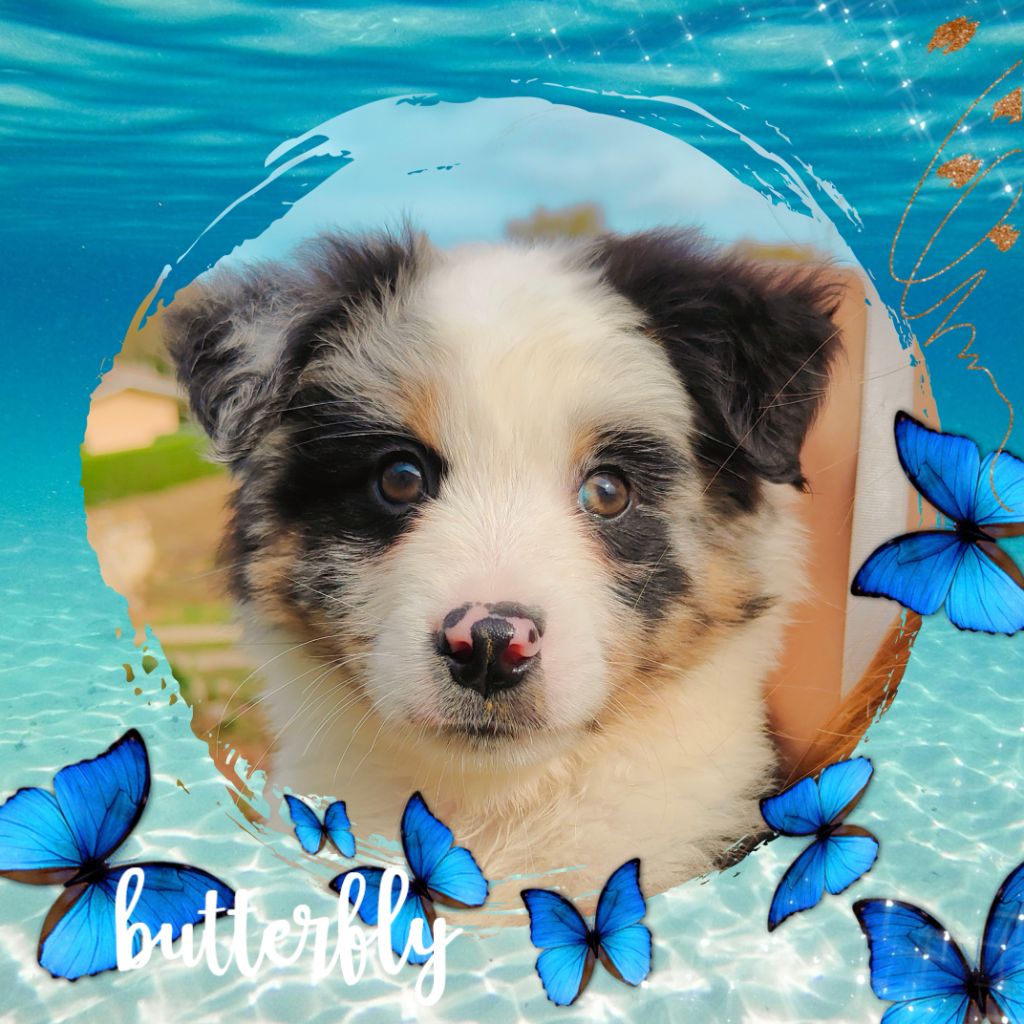 Berger Américain Miniature  - De La Vallée d'Ombrelune