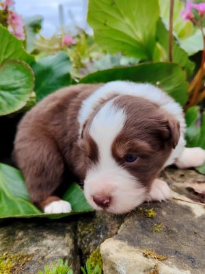 Les chiots de Berger Américain Miniature 