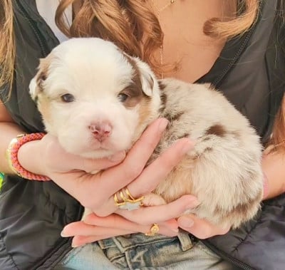 Les chiots de Berger Américain Miniature 