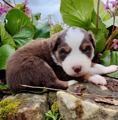 Les chiots de Berger Américain Miniature 