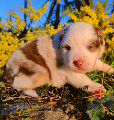 Les chiots de Berger Américain Miniature 