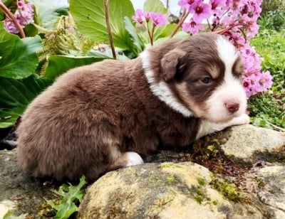 Les chiots de Berger Américain Miniature