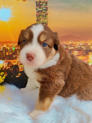 Les chiots de Berger Américain Miniature 