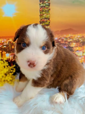 Les chiots de Berger Américain Miniature 