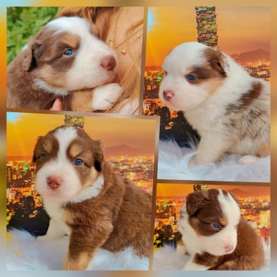 Les chiots de Berger Américain Miniature 