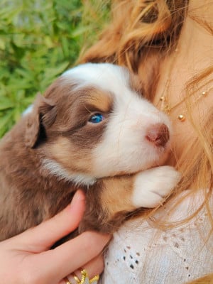 Les chiots de Berger Américain Miniature 