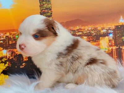 Les chiots de Berger Américain Miniature