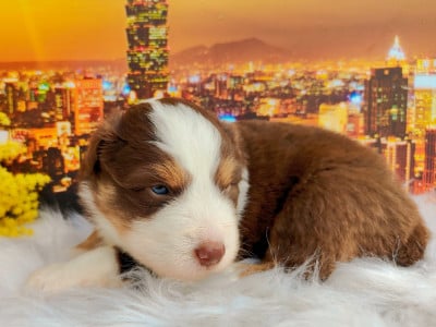 Les chiots de Berger Américain Miniature