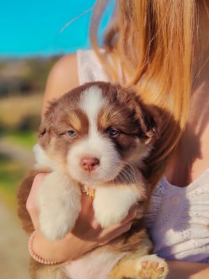 Les chiots de Berger Américain Miniature 