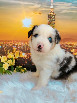 Les chiots de Berger Américain Miniature 