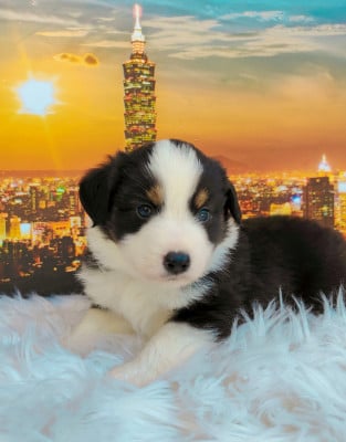 Chiot N°2 - Berger Américain Miniature 