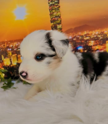 Chiot N°3 - Berger Américain Miniature 