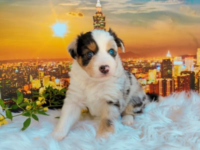 Chiot N°6 - Berger Américain Miniature 