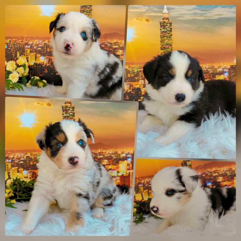 Berger Américain Miniature  - De La Vallée d'Ombrelune