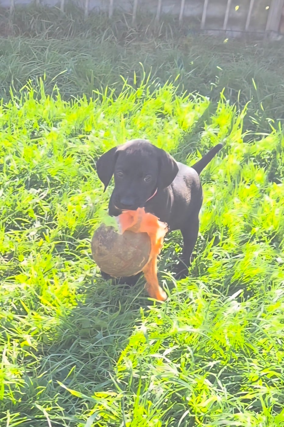 CHIOT 3