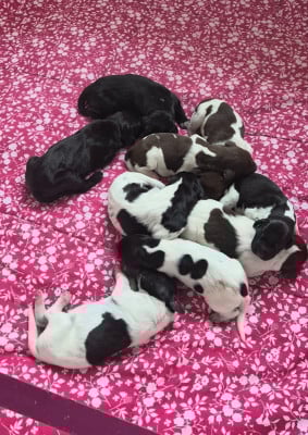 Les chiots de Braque allemand à poil court