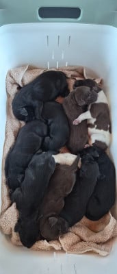 CHIOT 6 - Braque allemand à poil court