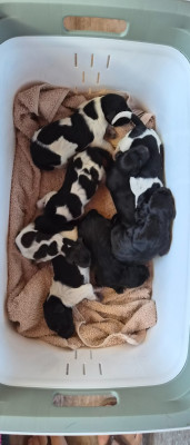 Les chiots de Braque allemand à poil court
