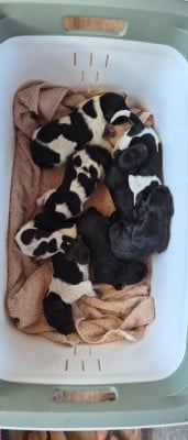 Les chiots de Braque allemand à poil court