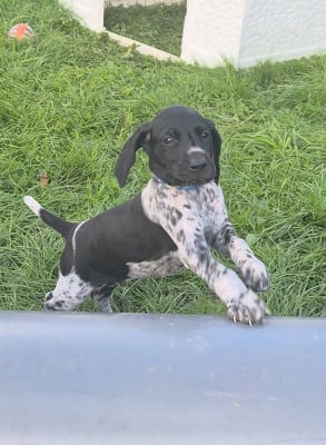 Les chiots de Braque allemand à poil court
