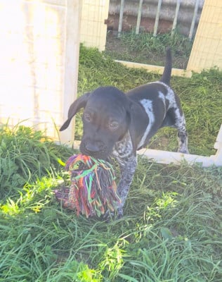 Les chiots de Braque allemand à poil court