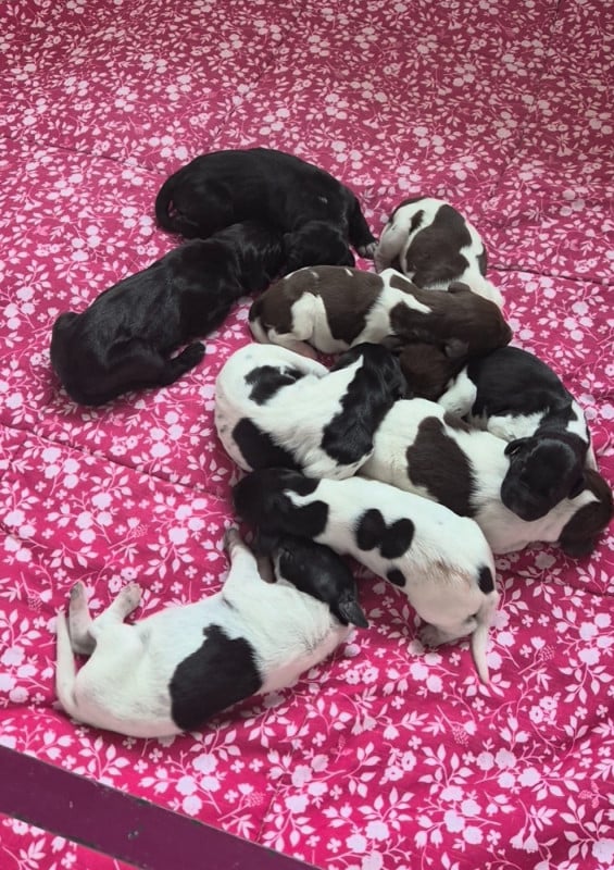 Braque allemand à poil court - Des Roses Beaumont