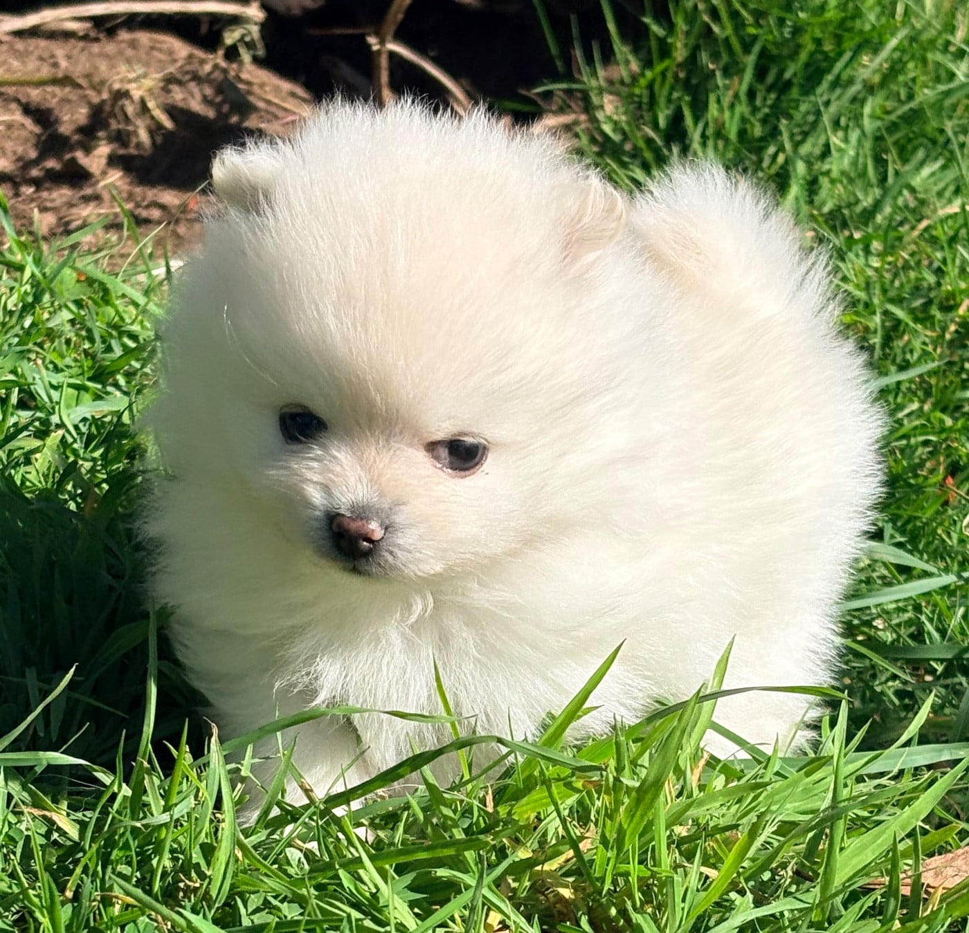 Benvenuto mi amor - Spitz allemand