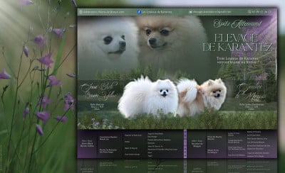 Les chiots de Spitz allemand