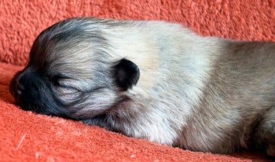 Les chiots de Spitz allemand