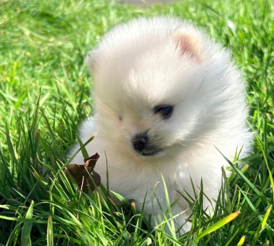 Les chiots de Spitz allemand